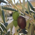 Poesía y… ¿aceitunas? El olivo y su fruto muy presentes en el Día Mundial de la Poesía