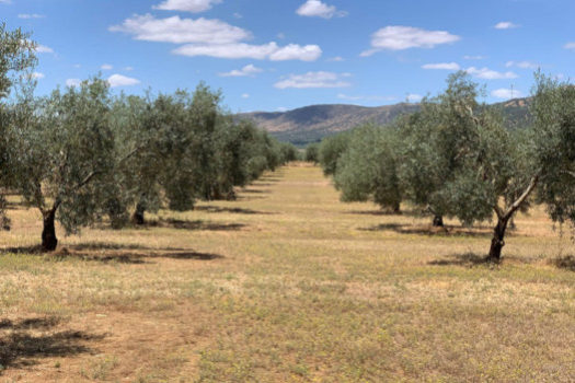 El olivar, un aliado en la conservación de la biodiversidad